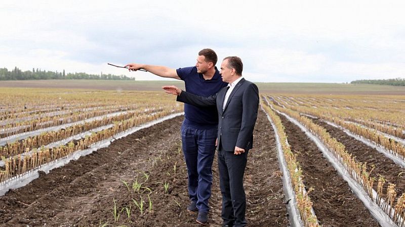 Новый виноградный питомник под Новороссийском сможет выращивать более 1 млн саженцев в год