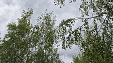 Айлант высочайший вошёл в список опасных растений Краснодарского края