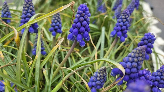 Голосование по благоустройству зелёных зон началось в Краснодаре