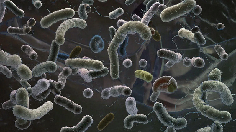 Бактерию листериоз обнаружили в утке из «ВкусВилла» в Орле