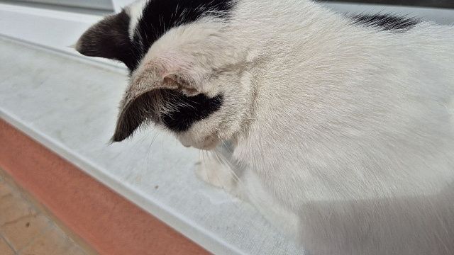 Хозяйка выгуляла кошку в мороз -20 и стала героиней соцсетей в Одинцово