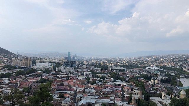 Бездомные собаки растерзали новорождённого в Индии