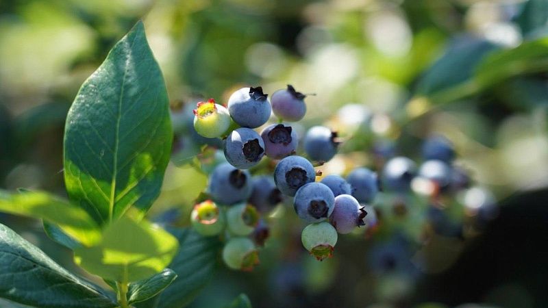 Первый урожай в 320 кг голубики собрало хозяйство в Сочи