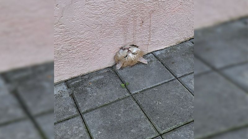 Спасатели вытащили из слива кота в Новороссийске