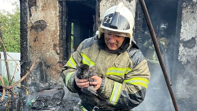 На Кубани пожарные спасли из огня трёх карликовых кроликов. Фото: ГУ МЧС России по Краснодарскому краю