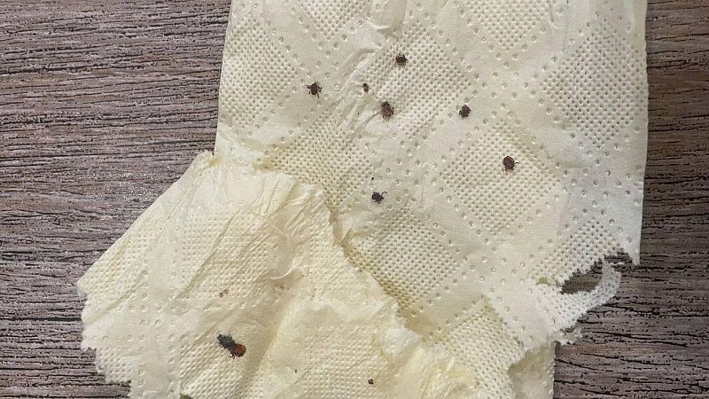 Краснодарский врач Горячев объяснил, что нужно делать при укусе клеща