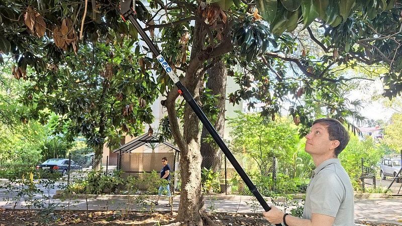 Операцию по спасению магнолий и лавровых от опасного древесника начали в Сочи