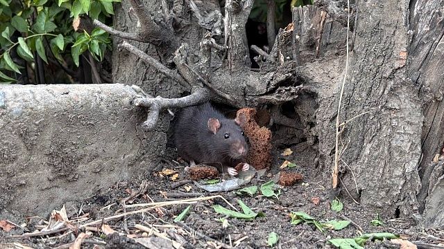 Опубликовано видео с попытками крысы попасть в окно квартиры в Химках 
