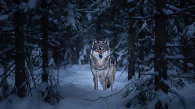 Детская страшилка про свирепого волка стала реальностью в Индии