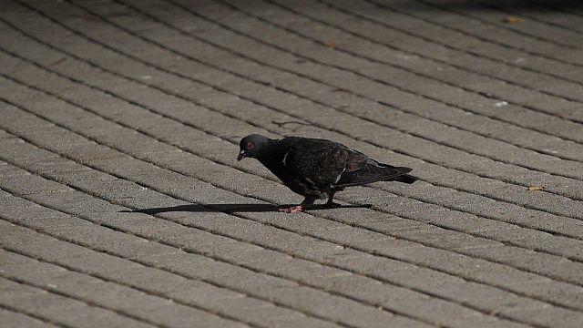 В гостветслужбе Кубани прокомментировали массовую гибель птиц в Динском районе. Фото: архив телеканал «Краснодар»