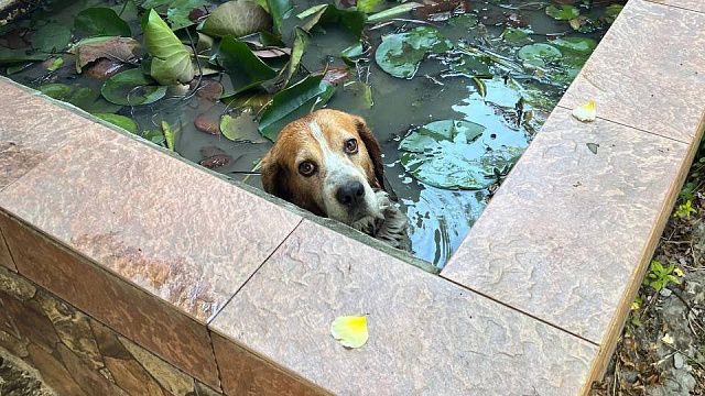 В Новороссийске пёс пробрался в чужой мини-бассейн, сел в воду и отказался выходить