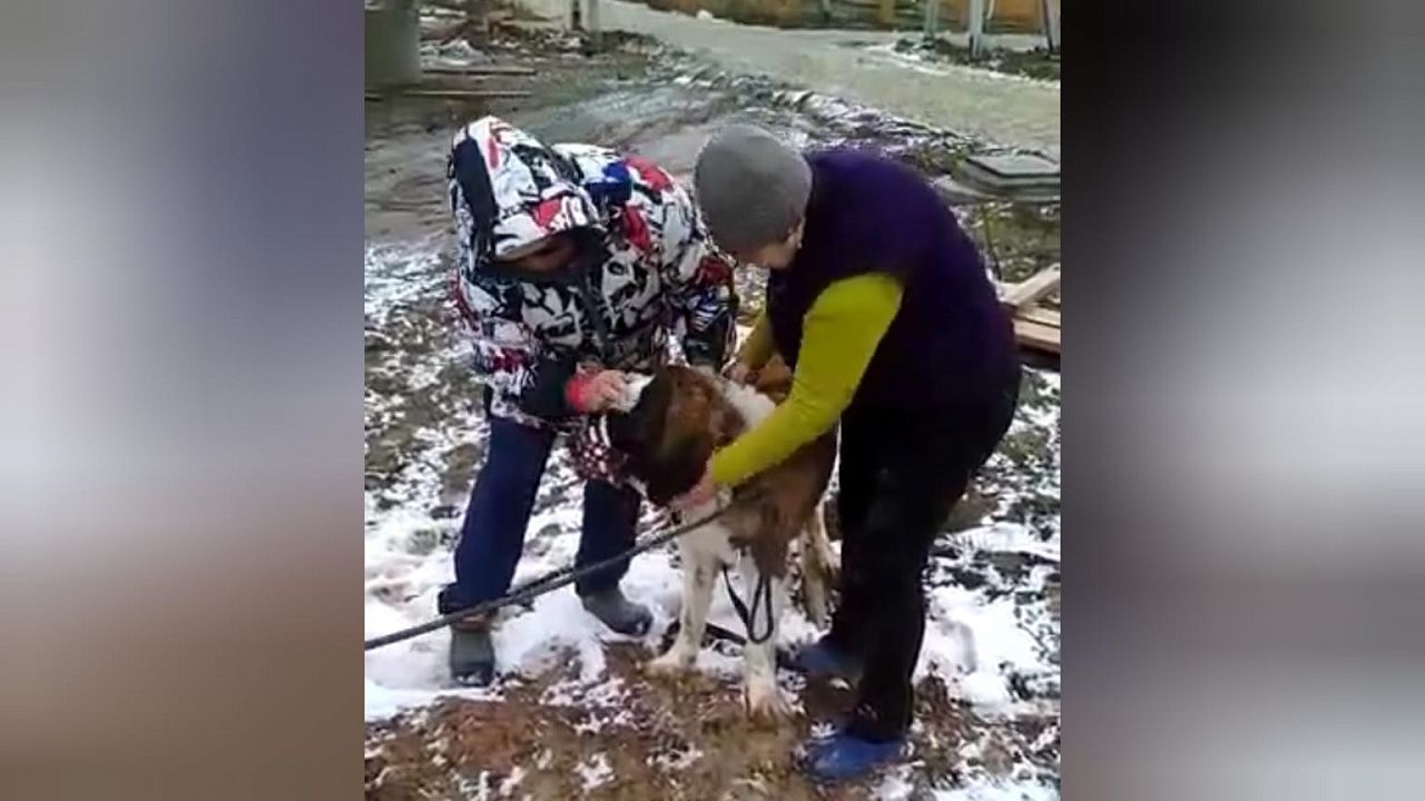 Спасатели Новороссийска помогли собаке, застрявшей в колодце. Фото: t.me/alekseioderov/1217