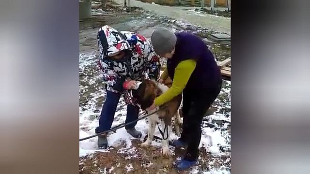 В Новороссийске полтора часа не могли вытащить собаку из колодца. Приехали спасатели и помогли 