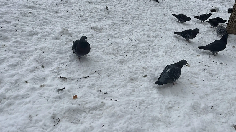 Юристы предупредили о наказании за борьбу с голубями в Краснодаре