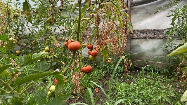 Импорт удобрений почти на четверть с начала 2025 года увеличили на Кубань