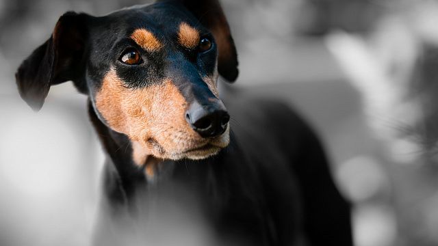 Краснодарский приют проведет день встречи собак с людьми Фото: https://pxhere.com/