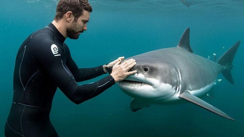 Акул-людоедов мако заметили в Приморском крае