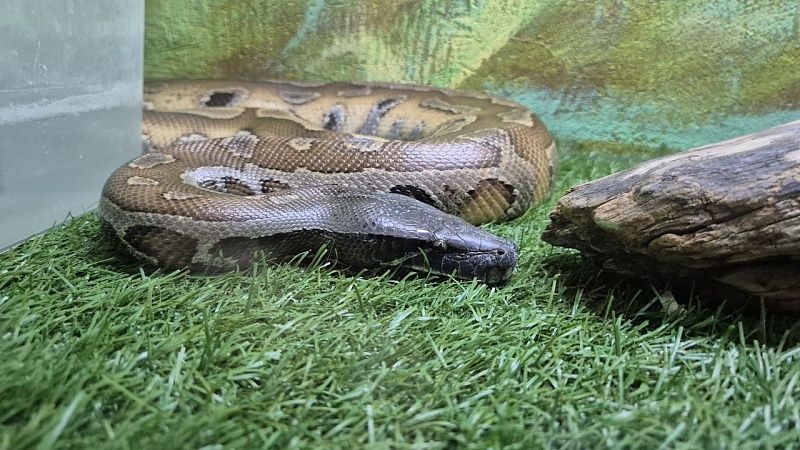 Съемки вирусного ролика со змеей стоили жизни туристу в Таиланде