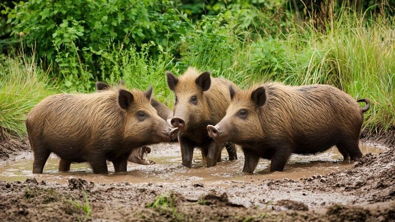 Дикие кабаны парализовали работу аэропорта в Испании
