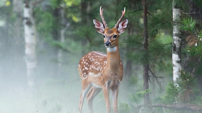 Гуляющую косулю заметили на улицах Липецка