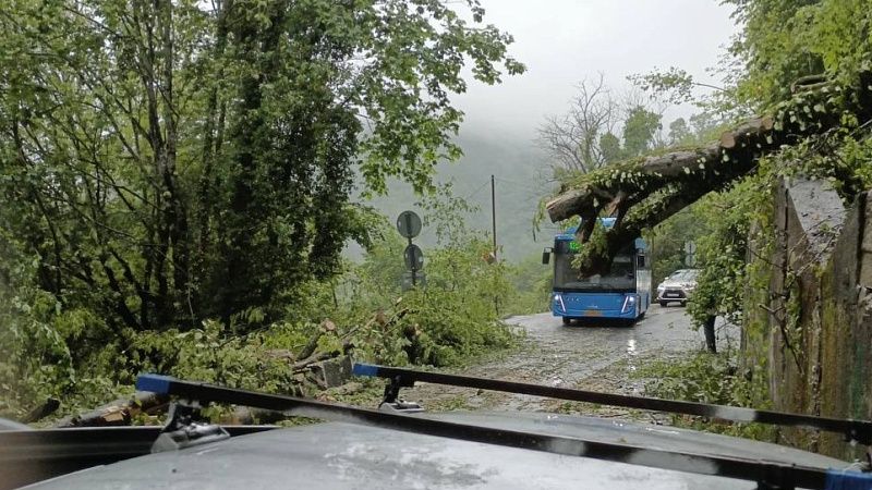 Крупное дерево рухнуло на дорогу после ливней в Сочи