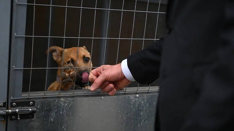 Открытый в мае приют для животных принял первых 47 подопечных в Краснодаре