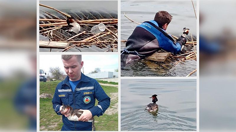 Краснодарские спасатели помогли птице выбраться из западни