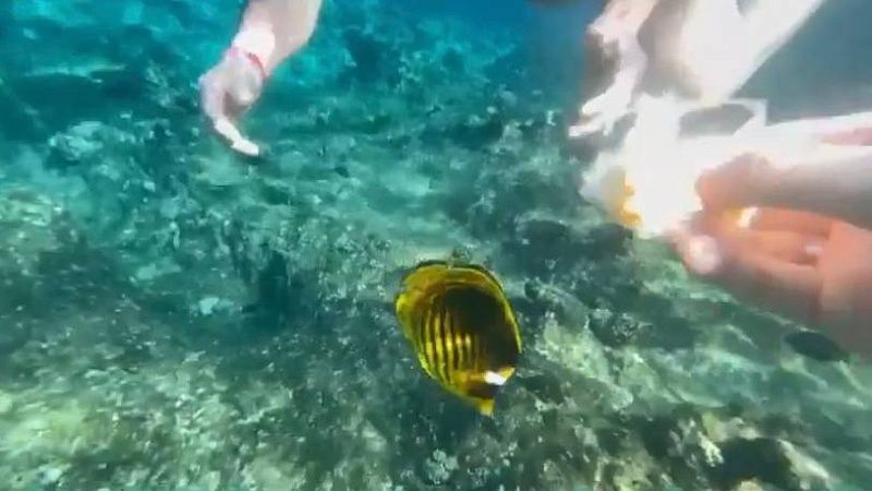 Рыба-триггер атаковала российского дайвера и попала на видео на Мальдивах