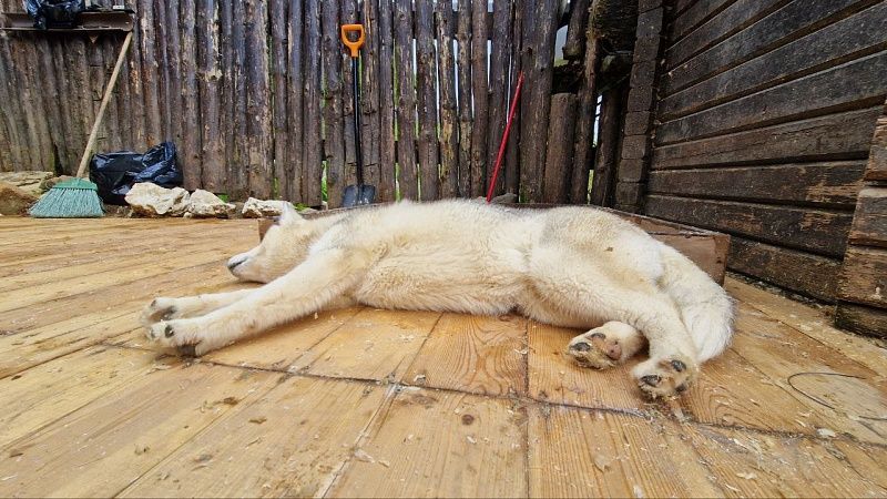 Щенок выбежал на МКАД, попал под машины и выжил в Москве
