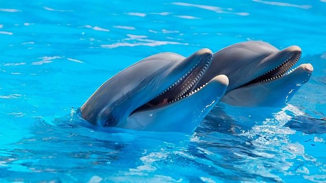 Дельфины больших размеров могут задеть человека. Фото: pixabay.com