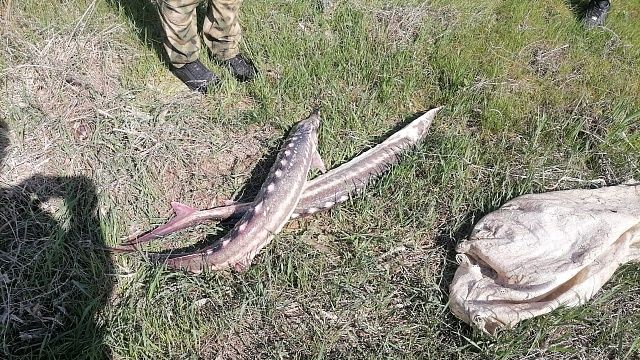 На Кубани браконьеры наловили рыбы на 4 миллиона рублей