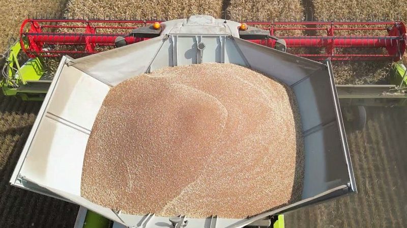 Убытки аграриев от летней засухи превысили 1,5 млрд рублей на Кубани