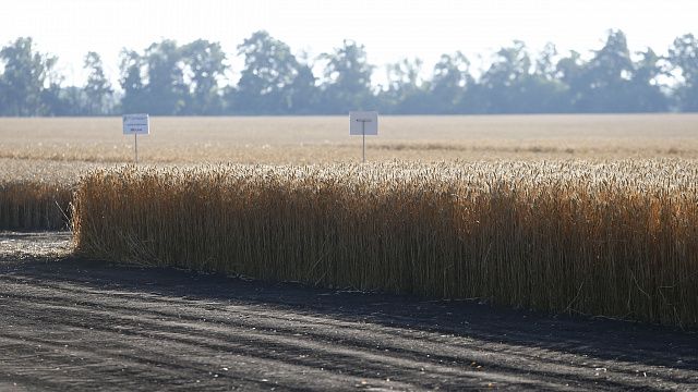 По поручению губернатора в Краснодаре проведут инвентаризацию земель сельхозназначения