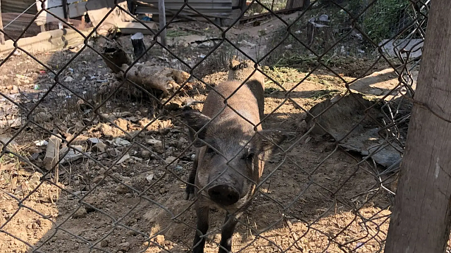 Фото: телеканал «Краснодар»