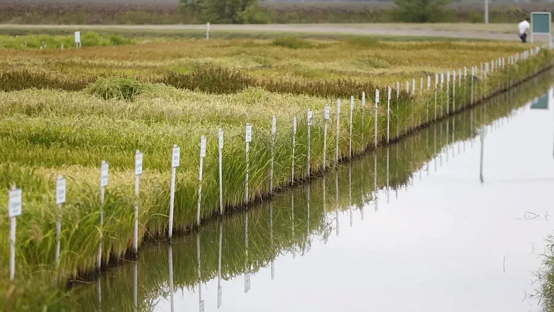 Кондратьев: к севу риса приступили на Кубани