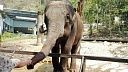 Слон на улицах Самары попал на видео после побега из цирка