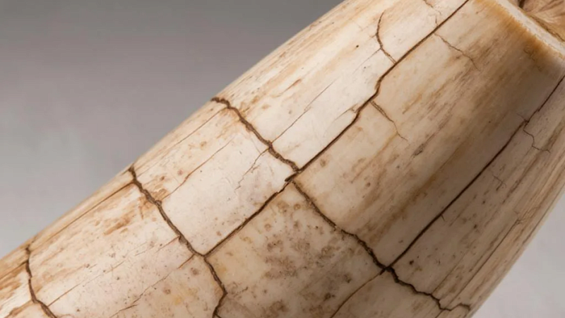 Гигантский бивень мамонта неожиданно поймали на рыбалке в Кировской области