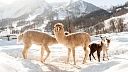 Три альпаки с уникальным окрасом родились в горах Сочи