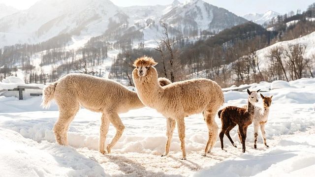 Фото пресс-службы курорта «Роза Хутор»