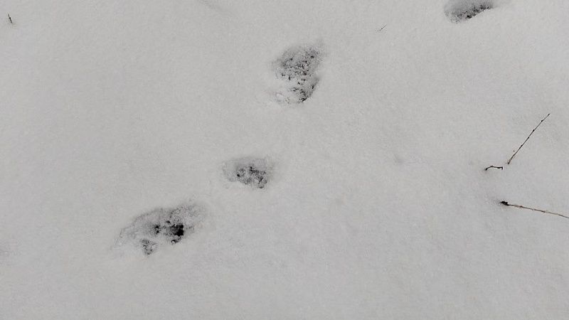 Названы основные ошибки погибших туристов в Пермском крае