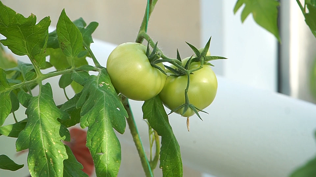 Пилоты нового времени, агроклассы в школах, блины с мужским характером. Новости 18 февраля