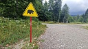 На двоих мужчин напал медведь в Тайшетском округе