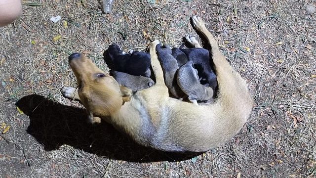 В Лабинске спасатели вытащили из «ловушки» собаку с маленькими щенками Фото: Кубань-СПАС