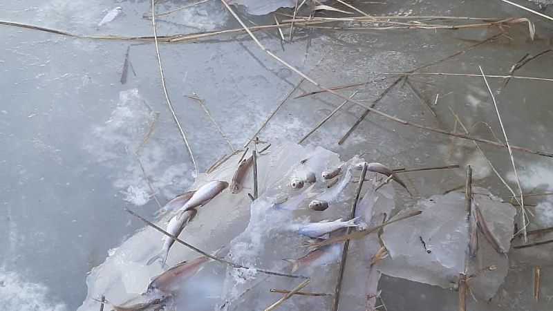 Жители Ейска показали замор тарани в реке Ея