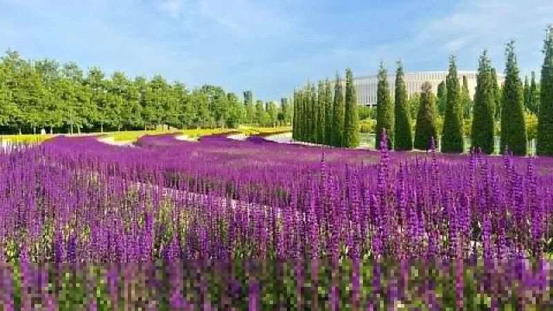 Потепление до +26 градусов ожидается в первый день лета в Краснодаре 