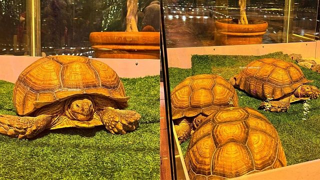 Для черепах парка «Краснодар» организовали постоянную охрану