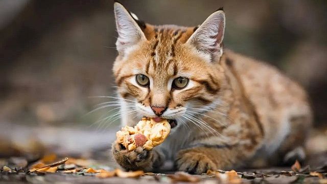 Необычный «снек» мясо в змеиной коже оценил Манул Шу из Ленинградского зоопарка