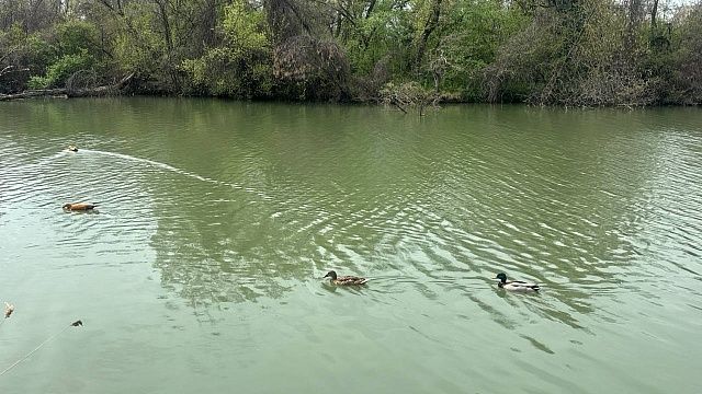Северный ветер и потепление до +17 градусов ожидаются на Кубани 28 апреля