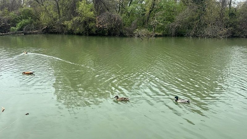 Северный ветер и потепление до +17 градусов ожидаются на Кубани 28 апреля