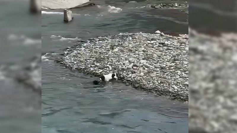  Очевидцы сняли на видео спасение собаки в Сочи